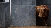 Estos son los imponentes toros de Pedraza de Yeltes para la quinta de abono en Madrid