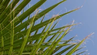 Puntas secas en las hojas de tus plantas: causas principales y cómo solucionarlo paso a paso