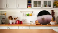 Es un paraíso para las arañas, y está en tu cocina: un electrodoméstico que usas todos los días y que a ellas les encanta