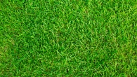No tires este residuo doméstico, espárcelo sobre el césped para mejorar el aspecto del jardín