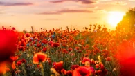 12 flores que florecerán durante todo el verano, sin importar la temperatura