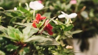 Diez plantas que florecen durante todo el año: jardín siempre colorido y fácil de cuidar