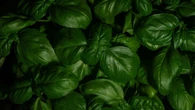 El truco del riego perfecto: cómo tener albahaca siempre fresca en casa