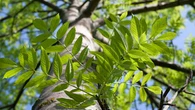 El árbol que deberías tener en tu jardín para no pasar calor este verano: da mucha sombra y frescor