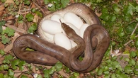 Si ves este agujero en tu patio, significa que hay una serpiente viviendo dentro