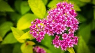 La flor ideal y muy fácil de mantener para tu jardín: apenas necesita agua