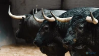 Estos son los agresivos toros de José Escolar para la tarde de hoy en Las Ventas