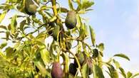 Los trucos de los jardineros para plantar aguacates en casa