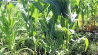 El campo en crisis: un agricultor transforma su huerta en un laberinto turístico porque vender maíz ya no da para comer