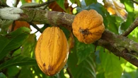 ¿Cómo se llama el árbol del que proviene el chocolate? Poca gente lo sabe