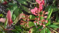 La planta que crece como un gran árbol y es un tesoro por sus propiedades anticancerígenas