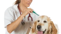 Los veterinarios ambulantes ganan peso con el atractivo de dar servicio más cálido en casa