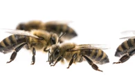 El fin de las abejas, ¿el principio del nuestro? Un apicultor lanza una seria advertencia