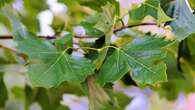 Estos son los siete árboles frutales que no debes plantar en tu jardín según un agricultor y arborista