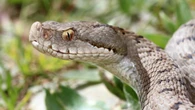 Padre e hijo muerden en el plazo de 72 horas por la mordedura de la misma serpiente
