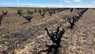 Bodegas La Horra lidera un proyecto de cooperación tecnológica internacional para mejorar la biodiversidad y resistencia de los viñedos ibéricos