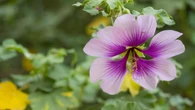 Presentan casi 200 plantas ideales para combatir el calor en Canarias y Andalucía