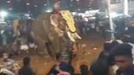 Vídeo: Al menos 23 heridos por el ataque de un elefante durante un festival en la India