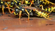 El remedio casero para ahuyentar a las avispas este verano: es sencillo y muy efectivo