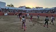 Alcántara revive su plaza de toros tras 30 años gracias al impulso de la Fundación Toro de Lidia
