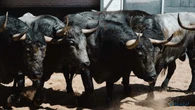 Estos son los temidos toros de Adolfo Martín para la tarde de este sábado en Las Ventas