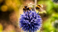 Ni la miel ni la jalea real: esta sustancia creada por las abejas contribuye enormemente a tu salud