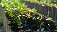 La planta imprescindible para la primavera: protege contra mosquitos perfuma y crece en maceta