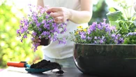 Tres plantas que sirven como ambientador natural en casa de cara al verano