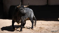Guapos y serios: los toros de La Quinta ya están enchiquerados para una tarde histórica en Las Ventas