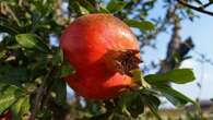 Ni tiene raíz ni agrieta el suelo: este es el mejor árbol frutal para tu jardín