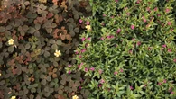 Plantas resistentes al calor y al otoño: 8 perennes para plantar en agosto
