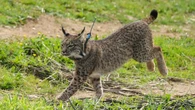 El lince ibérico alcanza un nuevo récord con 2.401 ejemplares en 2024, 19 % más