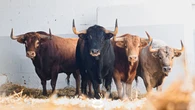 Los toros de Álvaro Núñez, del vértigo matinal al servicio del arte en el ruedo de Pamplona (sorteo)
