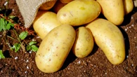 Las patatas se mantendrán frescas durante 4 meses sin brotar si se conservan en este lugar inusual