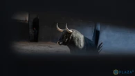 Estos son los ofensivos toros de Fuente Ymbro para la tercera de San Isidro