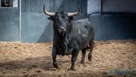 Estos son los imponentes toros de Palha para este Domingo de Resurrección en Madrid