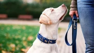Esto es lo que tienes que hacer para saber si tienes un vínculo con tu perro