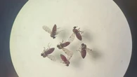 Alerta sanitaria en Reino Unido por la detección del virus Oropouche: estos son sus síntomas