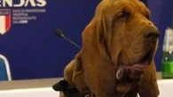 Indignación en Italia: matan a un popular perro policía con salchichas llenas de clavos