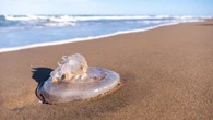Cómo actuar ante una picadura de medusa este verano
