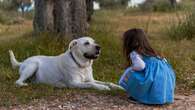 Las tres cosas que hacen los perros antes de morir: es su forma de despedirse