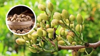 ¿Cómo se llama el árbol del pistacho? Este es su nombre y muy pocos lo conocen