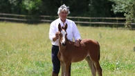 "El Caballo de Deporte Español goza de muy buena salud"