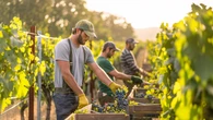 Más del 60 % de las bodegas españolas no logra cubrir su plantilla para la vendimia