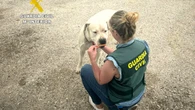 Investigado por una "brutal agresión" a su perro que se difundió en un vídeo por redes