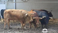 Así es la ganadería del quinto encierro de San Fermín 2025: Jandilla, con pasado negro y éxito en San Isidro (horario y dónde verlo)