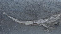 Descubren una nueva especie de reptil marino con cuello largo