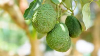 En Marruecos afirman que los agricultores españoles del aaguacete están preocupados con las exportaciones magrebíes