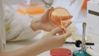 Una bacteria intestinal podría hacer la competencia a los fármacos anti-obesidad