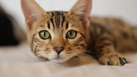 ¿Cuántos años vive un gato? Esto es lo que dice un estudio realizado por científicos de Reino Unido